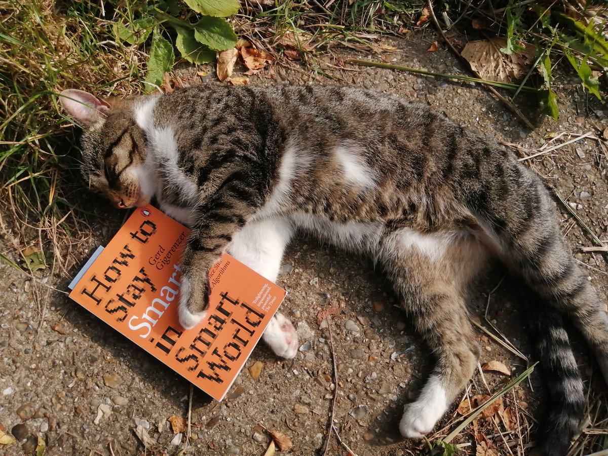 How to stay smart in a smart world ; chill in the sunshine like my smart cat Bisi #smart #smartcat #gerdgigerenzer #catlife