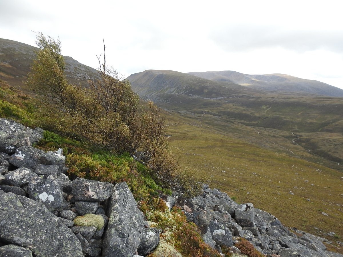 PinkfootedGus's tweet photo. One of the highest seed-producing downy birches (Betula pubescens) in Scotland at 720m. An incredible individual. Highest I've visited but there's one by Loch A'an at about 740m. A few more of these scattered about with some downy willow & juniper please... #MountainBirchProject https://t.co/wZxbf6NlW8