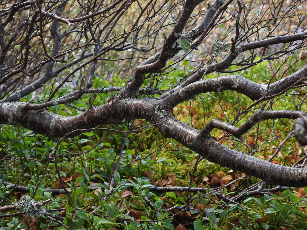 PinkfootedGus's tweet photo. One of the highest seed-producing downy birches (Betula pubescens) in Scotland at 720m. An incredible individual. Highest I've visited but there's one by Loch A'an at about 740m. A few more of these scattered about with some downy willow & juniper please... #MountainBirchProject https://t.co/wZxbf6NlW8