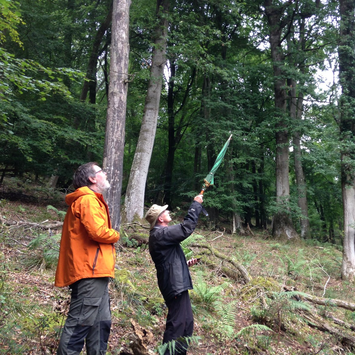 Bangor Uni Forestry (@buforestry) on Twitter photo hot off the press <a href="/BritishEcolSoc/">British Ecological Society</a> - new insights into the dynamics of ash dieback in natural #woodland, completed as part of the MSc #Forestry #distancelearning degree @bangoruni besjournals.onlinelibrary.wiley.com/doi/abs/10.111… hot off the press <a href="/BritishEcolSoc/">British Ecological Society</a> - new insights into the dynamics of ash dieback in natural #woodland, completed as part of the MSc #Forestry #distancelearning degree @bangoruni besjournals.onlinelibrary.wiley.com/doi/abs/10.111…