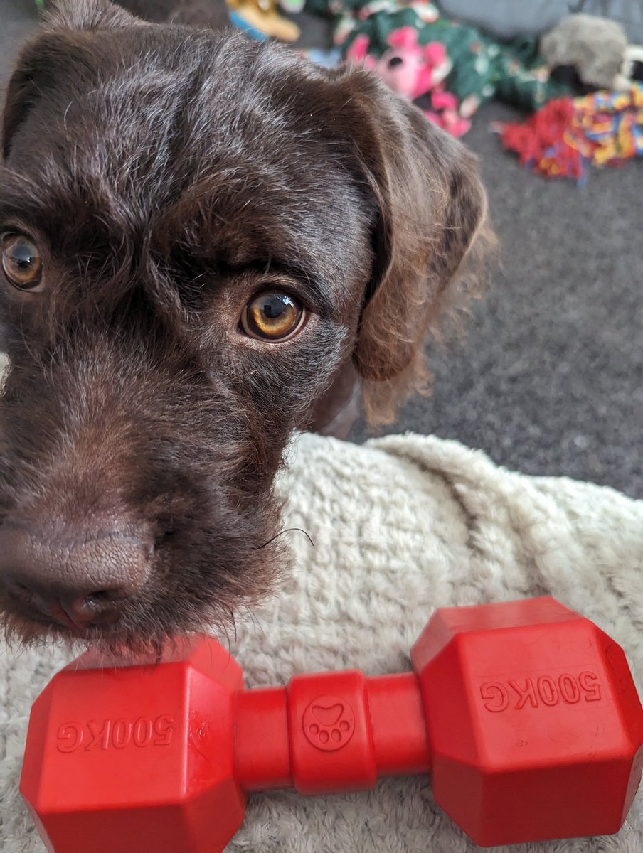 PUMPING iron this morning #puppy #weighttraining