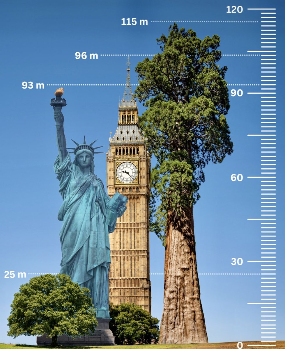 lilo_rod's tweet photo. Masterpieces.
#WorldHeritage #TallestTree ☀️☀️☀️ https://t.co/ObpPYLgjhc