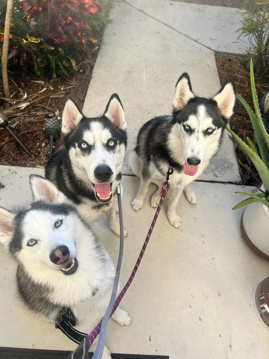 Capt_Kerry's tweet photo. Out with Benny and his foster buds!! Check out @gtshuskyrescue  #Husky #gtshuskyrescue #belowdeck #belowdeckadventure #bravo7 #7bravo #bravotv https://t.co/kETStKFVZh