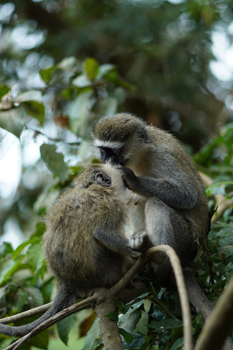 Social bonds among primates are often expressed in the form of grooming, a common social activity in which one individual carefully picks through the fur of another and removes any debris or ectoparasites. Grooming serves as a hygienic & social function.