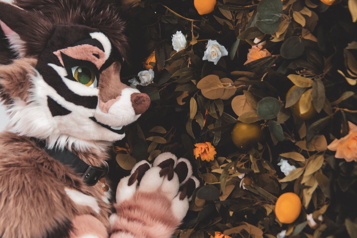 Novaloux's tweet photo. Enjoying that autumn feeling 🍂

#fursuitfriday https://t.co/KPO7WsChbc