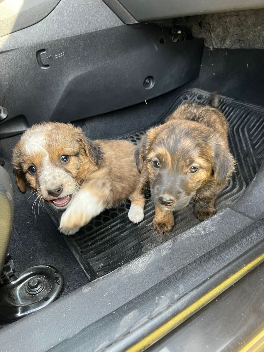 Joaquinbortolan's tweet photo. Tan hijos de puta pueden ser de abandonar en el medio de la ruta! https://t.co/Fz5sKIQpyH
