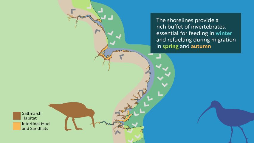 1000s of birds are now arriving  to the 8 SpecialProtectionAreas spanning the #EssexCoast. The #Thames est., #Benfleet& #Southend, the #Dengie, the #Blackwater, #RiverStour #RiverColne,  #RiverCrouch& #RiverRoach estuaries, and #HamfordWater are all in need of our love&care💙🦆