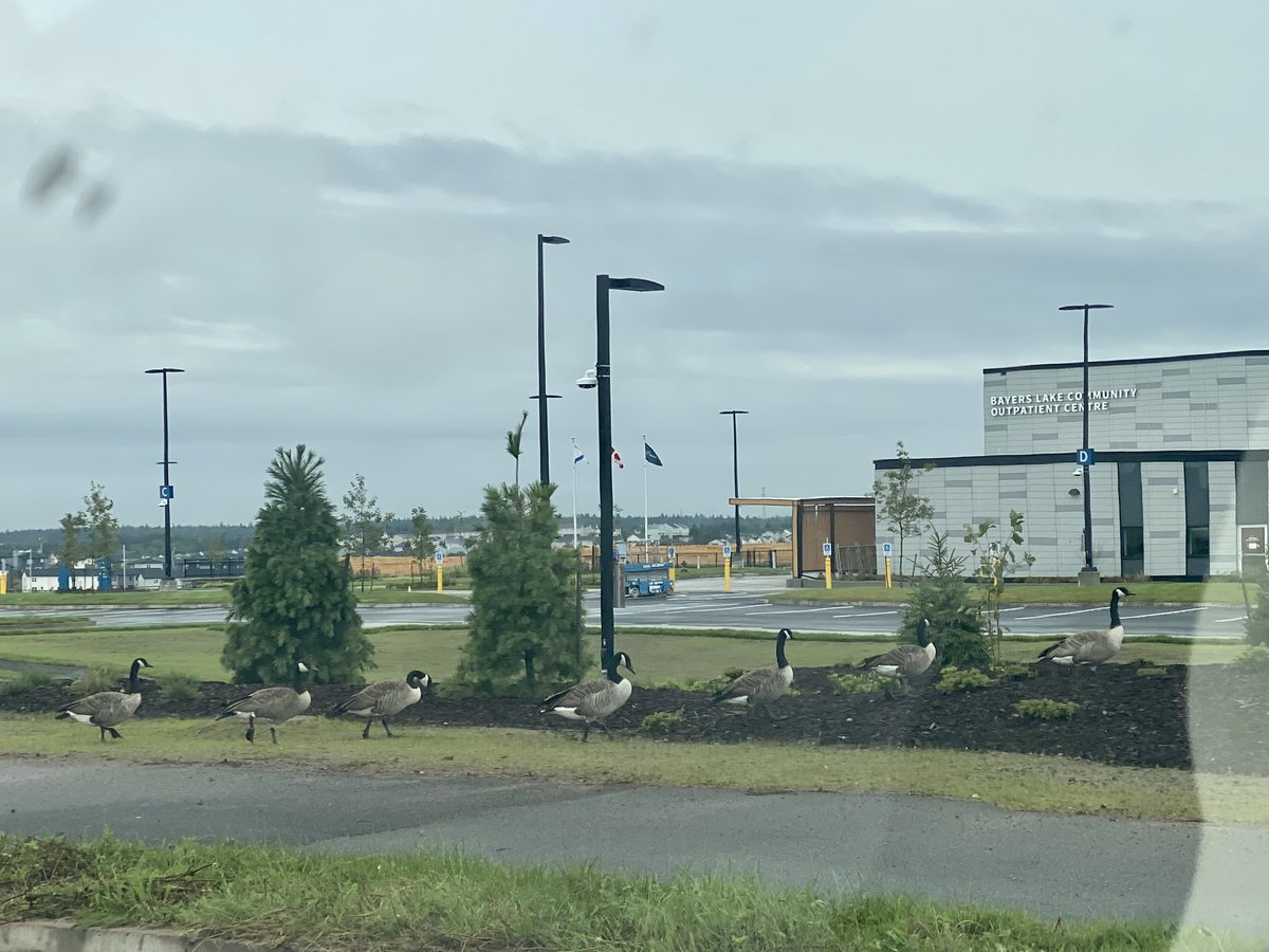 Geese Crossing, single file to the new <a href="/NSHAcentral/">NSHA Central</a> <a href="/nshealth/">Health & Wellness</a> hospital in Bayers Lake this morning  #hfxtraffic #halifax #geese