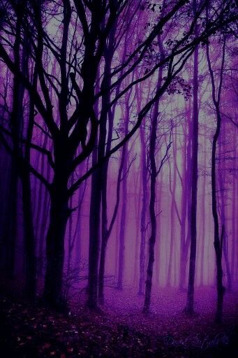 violettweets_'s tweet photo. lavender haze. https://t.co/jsjJnLTHVg