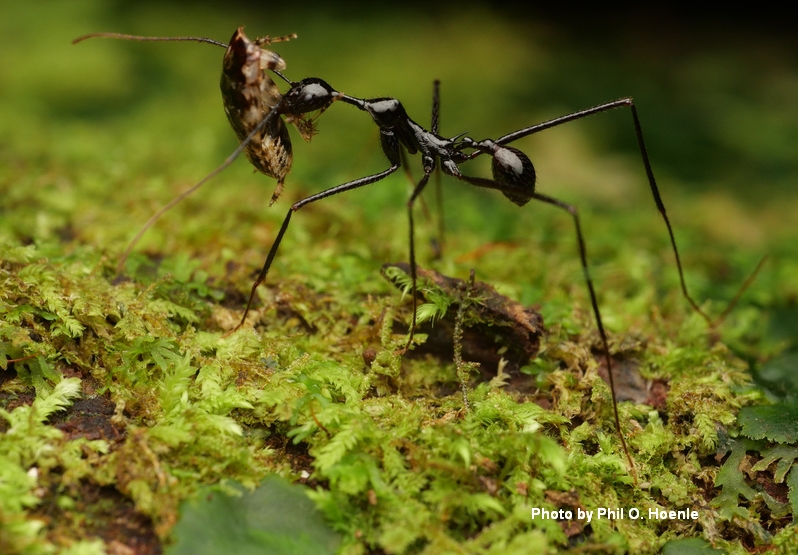 antscience's tweet image. First cross-tropical mountain comparison of changes in community structure of ants and their nutrient use with elevation and season has been published in GEB led by our lab onlinelibrary.wiley.com/doi/10.1111/ge…
