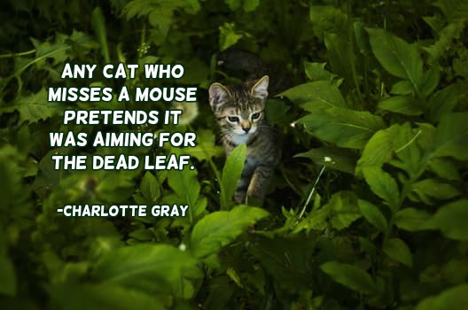 Any cat who misses a mouse pretends it was aiming for the dead leaf.  -Charlotte Gray #quote