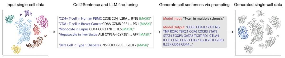 Single Cells as text? We developed Cell2Sentence, a method that allows training of Large Language Models on single-cell data!
biorxiv.org/content/10.110…
With @danielflevine @SyedARizvi5688 @sachalevy3 @rahuldhodapkar
@YaleSEAS @YaleMed #AI #ML #NLP #genomics #CompBio #singlecell