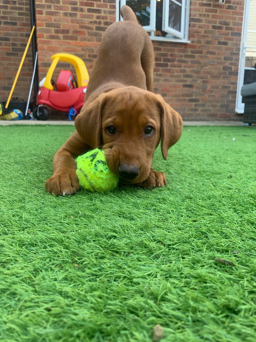 willand43's tweet photo. Hound. #puppy #labrador https://t.co/CXjoUpK36E