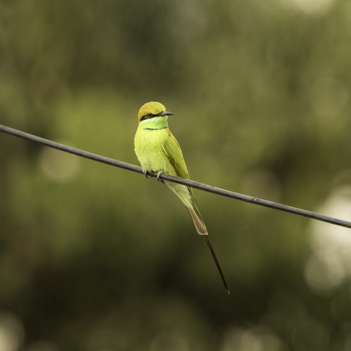 apdeshpand's tweet photo. I had processed this picture quite a few days back, however forgot to upload.
#Green #beeeater #perched on a wire.
#bird #birding #birdwatching #afternoon #urbanlife #urbanbirds #urban #Indiaves #bestbirdshots #birdlover #avian #nature #Pune #Punebirds https://t.co/fRkjMrRNXc