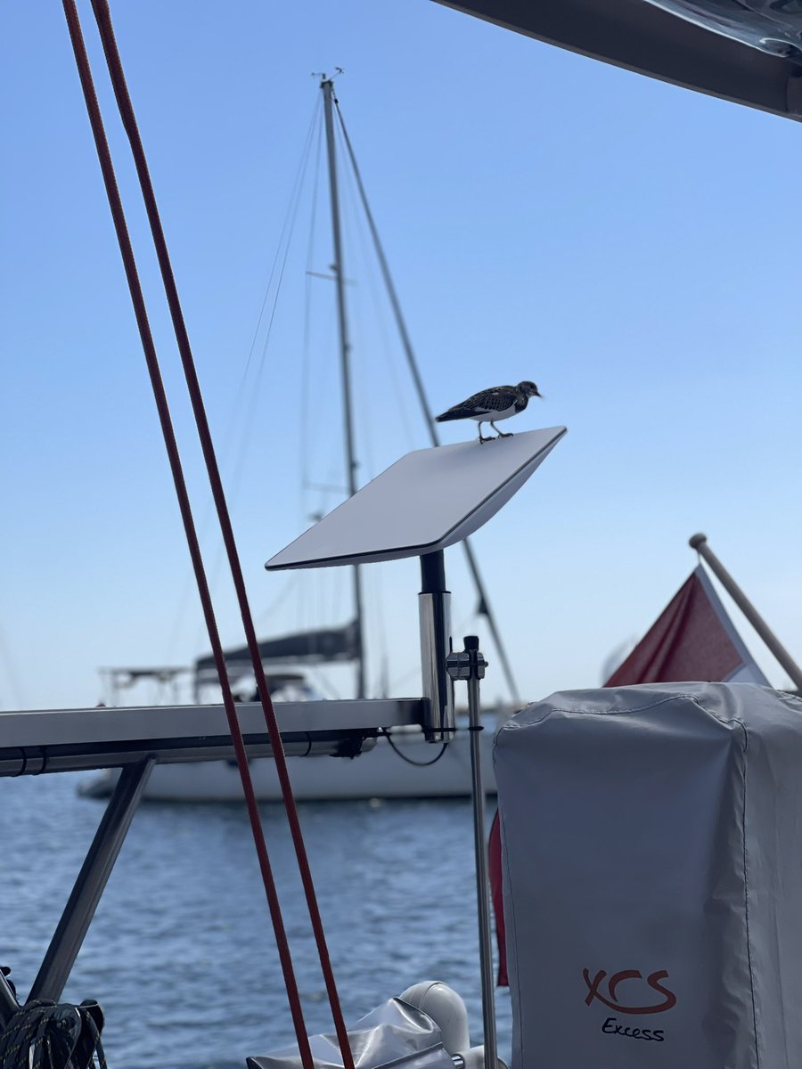 franckvandiest's tweet photo. @X (Twitter) and Starlink in one picture. We named the bird @elonmusk. https://t.co/uZpK3r68Xx