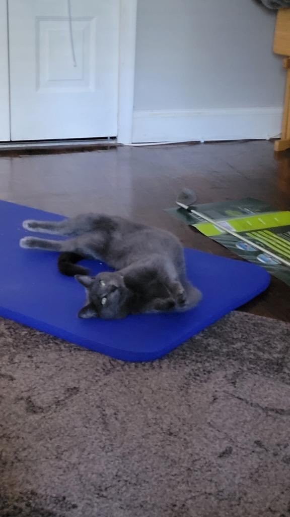 CaffMomREDACTED's tweet image. Doing our stretches this morning. #CatPilates #CatsOfTwitter