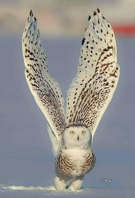 Rainmaker1973's tweet photo. The ghostlike snowy owl has unmistakable white plumage that echoes its Arctic origins. One of the largest species of owl, it is the only owl with largely white plumage 

[read more: https://t.co/KeiNo9byUr] https://t.co/qc0aMOuZHg