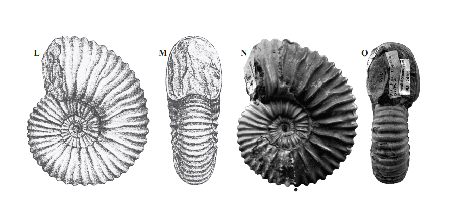 ejtaxonomy's tweet photo. [#FossilFriday] The systematic affinities between the Lower Cretaceous Ammonoidea  Protacanthoplites abichi (Anthula, 1900) and Acanthohoplites  aschiltaensis (Anthula, 1900)

✒️ Camille Frau
🔗 DOI: https://t.co/erndKxHcq9
#Ammonoida #LowerCretaceous #Ammonoidea #palaeontology https://t.co/IqbSc3xZz8