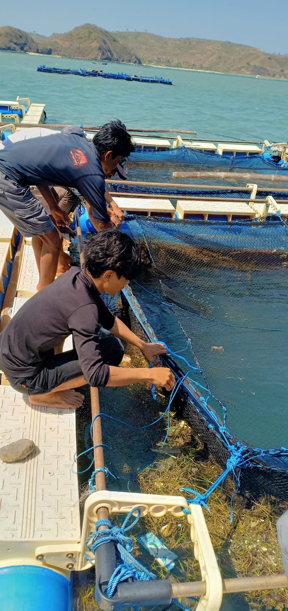 FAOIndonesia's tweet photo. During a 2-day exposure visit to West Nusa Tenggara, 🇹🇱 Fisheries-Marine officials met w/ East Lombok officials & staff from UNRAM #EAFM Learning Center to learn more about #EAA at #ISLME-supported #IMTA (multi species) & seaweed aquaculture.
@djpt_kkp @theGEF @WWF_ID https://t.co/strkduUFEg