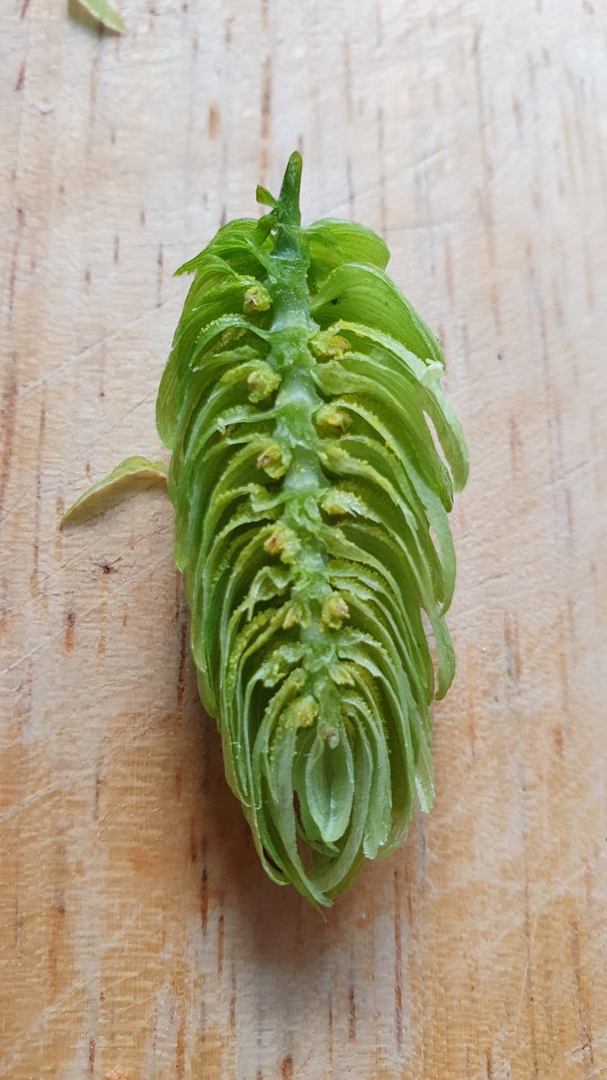 Lots of lupulin on this batch of Manchester grown hops. 
That yellow dust like substance is where all the juicy aroma oils are.
