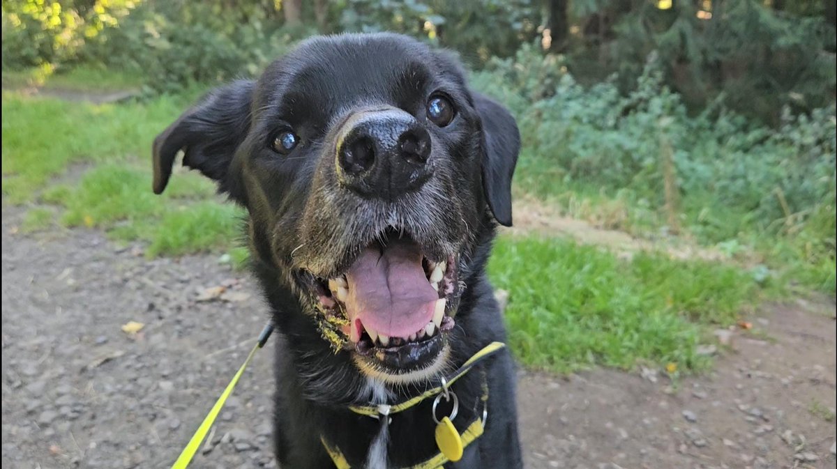 DT_WestCalder's tweet photo. Even when it's a rainy day, Ben is all smiles ☺️♥️

Lovable boy Ben is still on the lookout for his forever home where he will get all of the snuggles and attention he deserves 🏡

Could that be you? 🤞🐾

@dogstrust #adoptdontshop #adogisforlife #bemyperson #labradorcross https://t.co/PYhrqohqUs