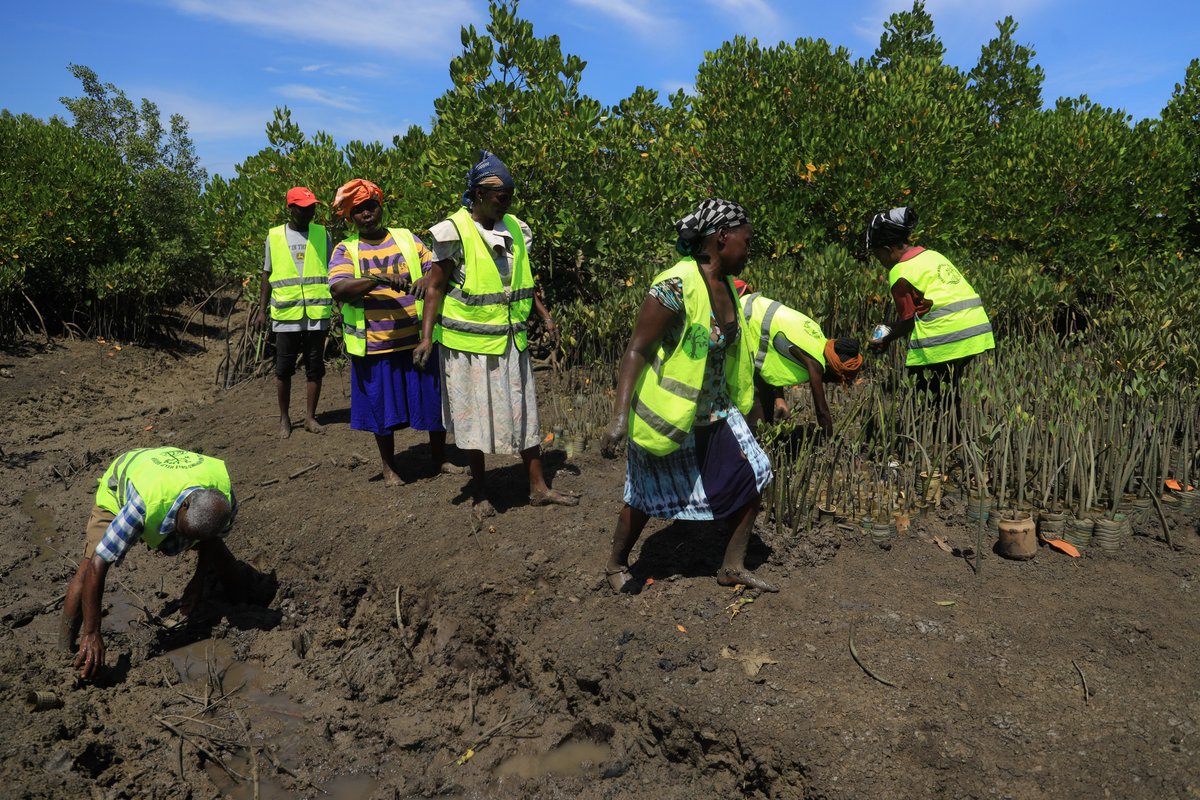 EPTFnavigators's tweet image. The degradation of the Mangrove forests in the Mombasa coastline and the resulting impact on the mangrove ecosystem and the environment inspired members of the community in Bangladesh Village, Mikindani ward to join hands and establish Tulinde Mikoko  Self Help Group.