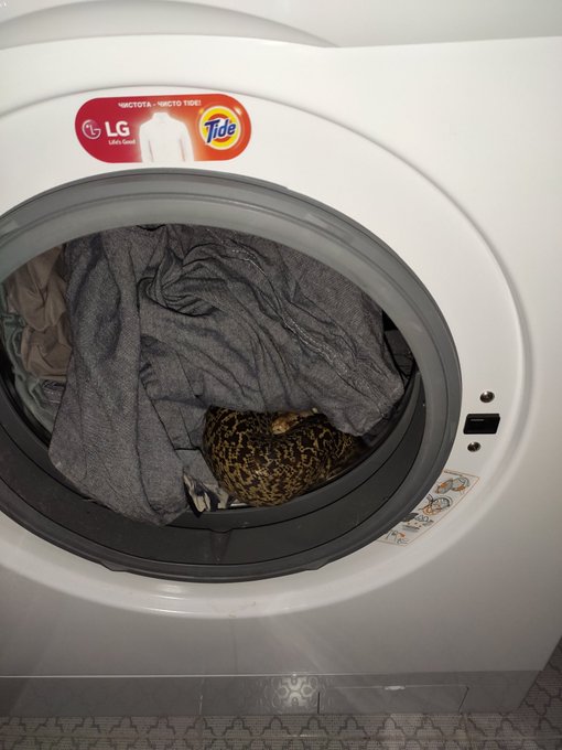 R u stuck, step python? https://t.co/5b7s4SbeRF<a href="/tag/%D1%87%D0%B5%D1%80%D0%B5%D1%88%D0%BD%D1%8F"class="tags"><span>#черешня</span></a>