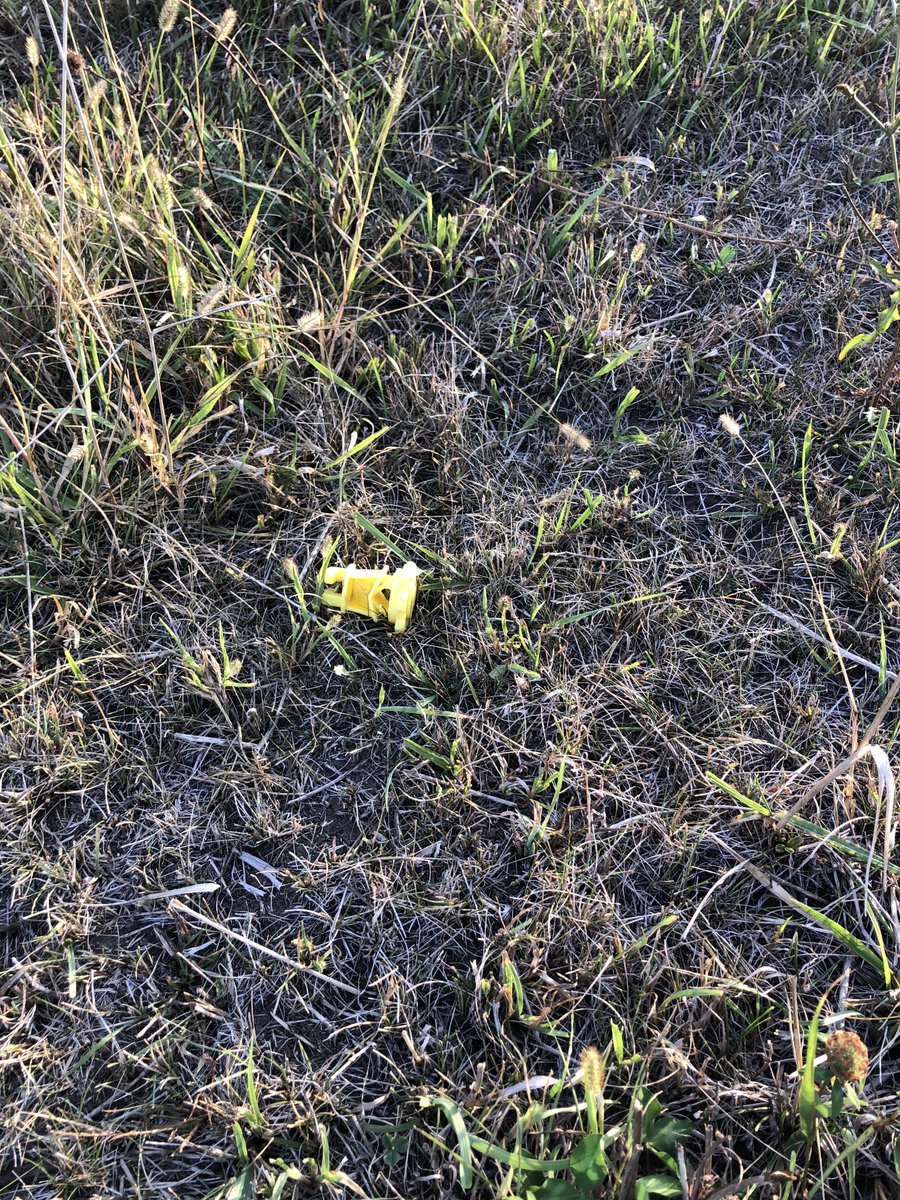 The advantage of a drought is it makes it easier to find these🧐