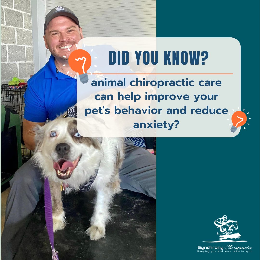 Did you know that animal chiropractic care can help improve your pet's behavior and reduce anxiety? 🐕🐱 Discover the calming effects of balanced wellness with Synchrony Chiro. Your pet will thank you! 🐾 #DidYouKnow #PetBehavior #SynchronyChiro #AnimalChiro #AnimalWellness