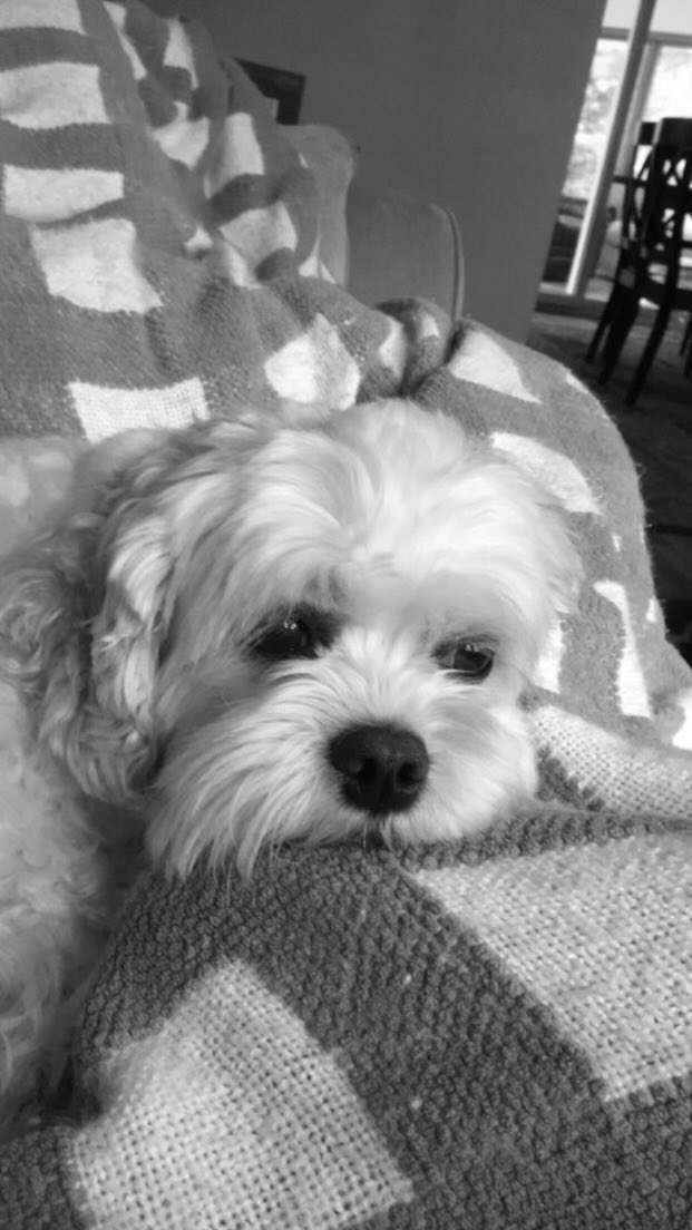 RIP Sammy 😢

#goodboy