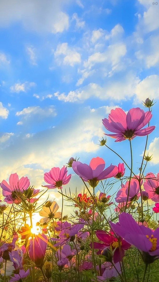 MariaRosy151's tweet image. ┏━━━°❀•°:🌷🎀:°•❀°🌷━━━┓
           Thank you very much dear 
┗━━━°❀•°:🌷🎀:°•❀°🌷━━━┛

#WonderfulNature #Beautiful_Flowerを届けよう 
#beautifulflowers #NatureBeauty