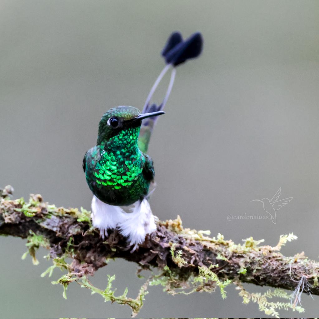 cuzy317's tweet photo. 💚💚💚🤍🤍🖤

Con las calentadoras 🧦 puestas para este frío dia, con ☕️ Neblina Mistrató 

🇨🇴Colibrí cola de raqueta 
🔬Ocreatus underwoodii
📍Mistrató 🇨🇴

#Nature
#birdphotography
#hummingbird
#birdlovers
#avesdecolombia
#FelizViernesATodos https://t.co/FW39XdXMDP