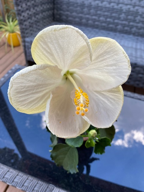 AdvancedBP's tweet photo. The beautiful hibiscus flower. It is one of my favourite flowers and comes in many colours. On this new plant, the flower is bigger than the plant. The pink flower is a symbol of beauty and love. #flowers #garden #hibiscus #abpstore https://t.co/58M6k8SopL https://t.co/It4G1BJmHW