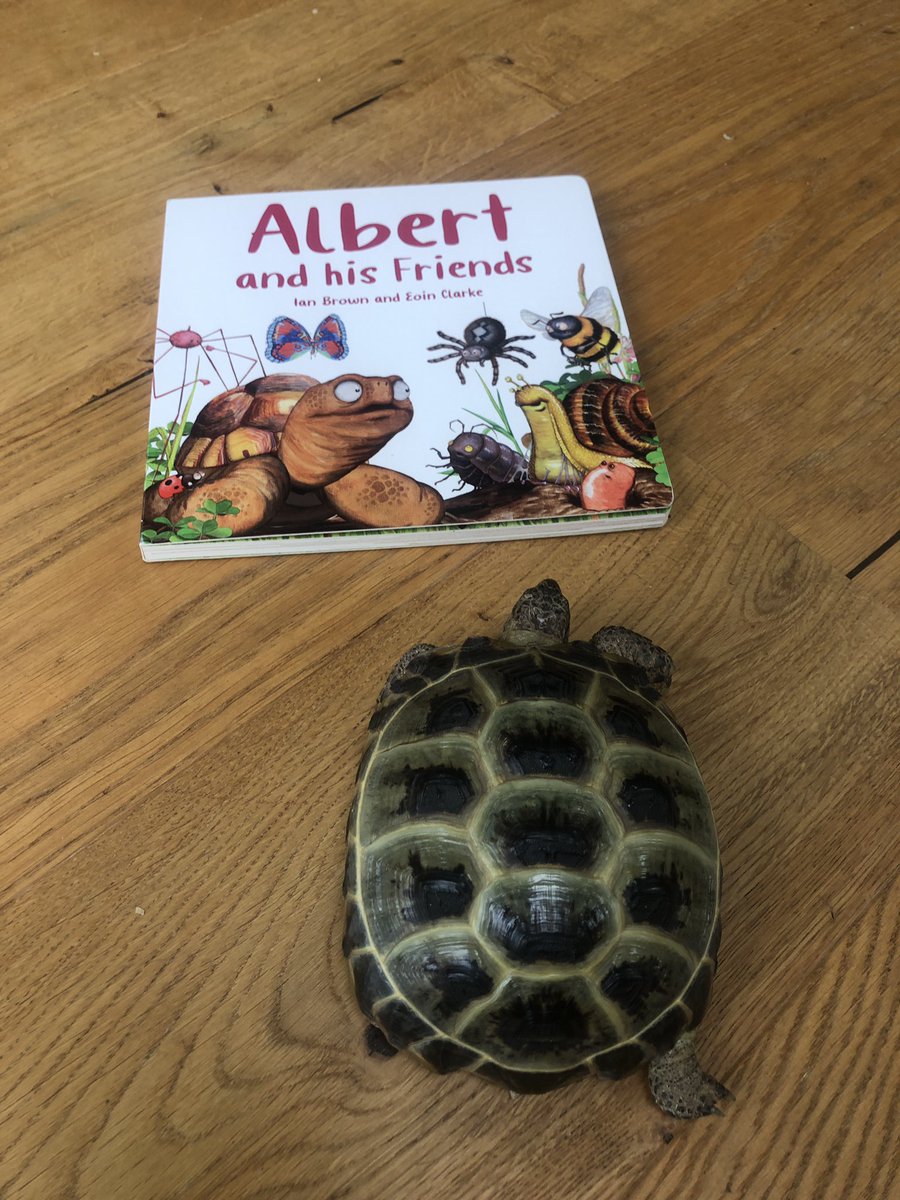 Buds look 👀 I’ve got a new Albert the tortoise book called Albert and his Friends by Grandpa Albert @AlbertTortoise @graffeg_books it is especially for little ones - it’s fab! 👍🐢💚 📚