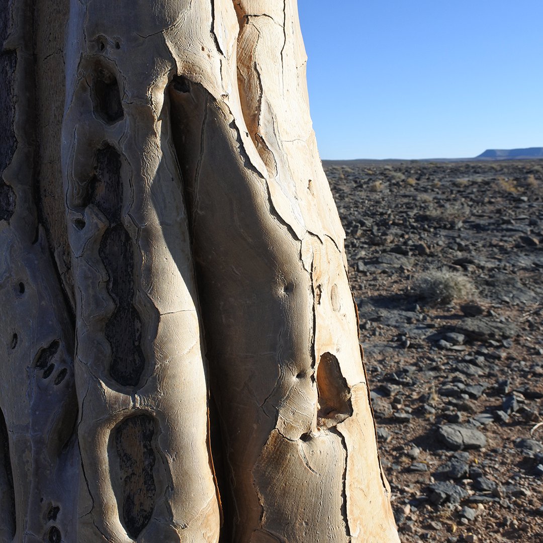 Het zuiden van Namibië staat bol van fantastische bezienswaardigheden en dus gaan wij daar in aflevering 19 volop induiken.
Luister je weer mee op explorepodcast.nl? 👉

De Reispodcast beluister je o.a. in Spotify, Google Podcast en Apple Podcast.
#namibie #travelpodcast