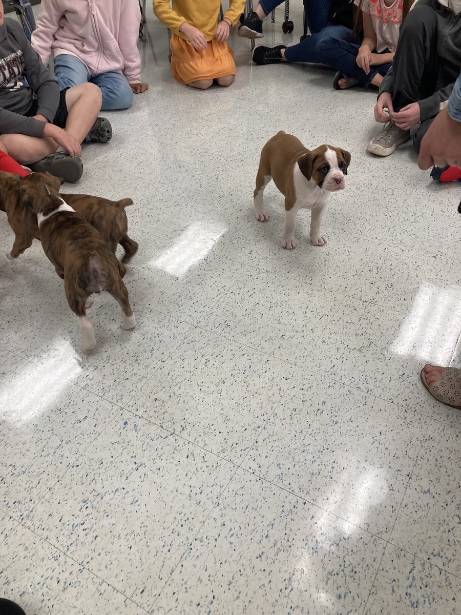MrRubenzer's tweet photo. We had some special visitors stop by our classroom yesterday. Maybe @SDMAOnline can look into the possibility of have one in every building. 🤞🐶 https://t.co/gSSCzRN66Z