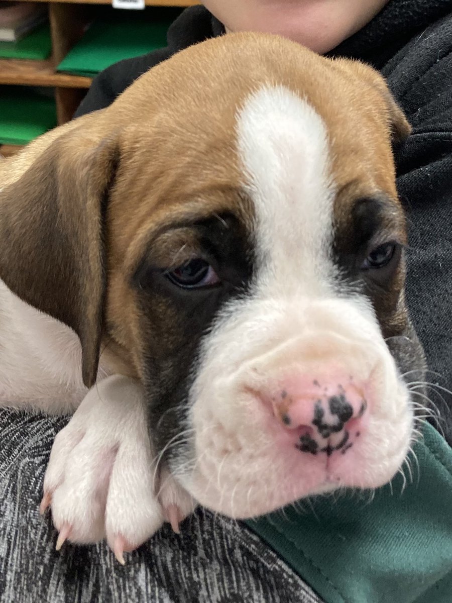 MrRubenzer's tweet photo. We had some special visitors stop by our classroom yesterday. Maybe @SDMAOnline can look into the possibility of have one in every building. 🤞🐶 https://t.co/gSSCzRN66Z