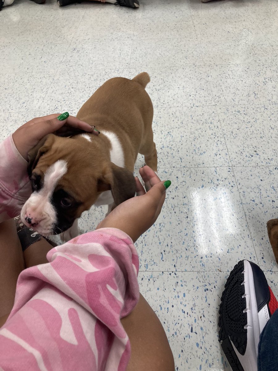 MrRubenzer's tweet photo. We had some special visitors stop by our classroom yesterday. Maybe @SDMAOnline can look into the possibility of have one in every building. 🤞🐶 https://t.co/gSSCzRN66Z