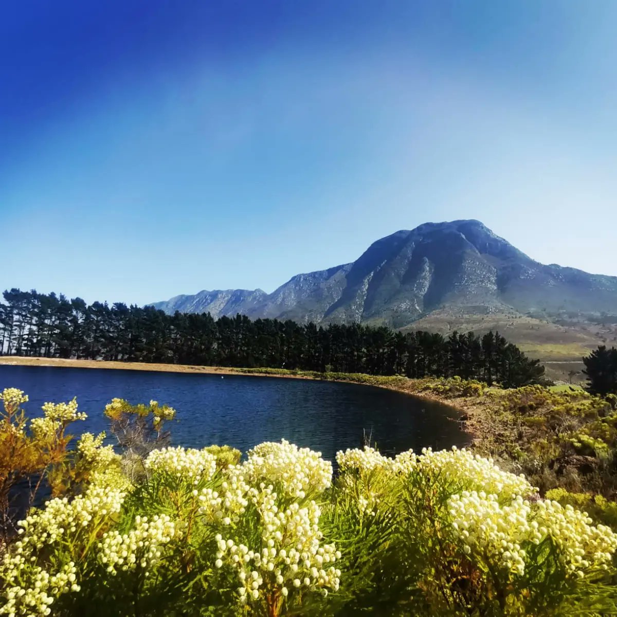 "A flower does not use words to announce its arrival to the world; it just blooms.” – Matshona Dhliwayo
💐🍃🌼