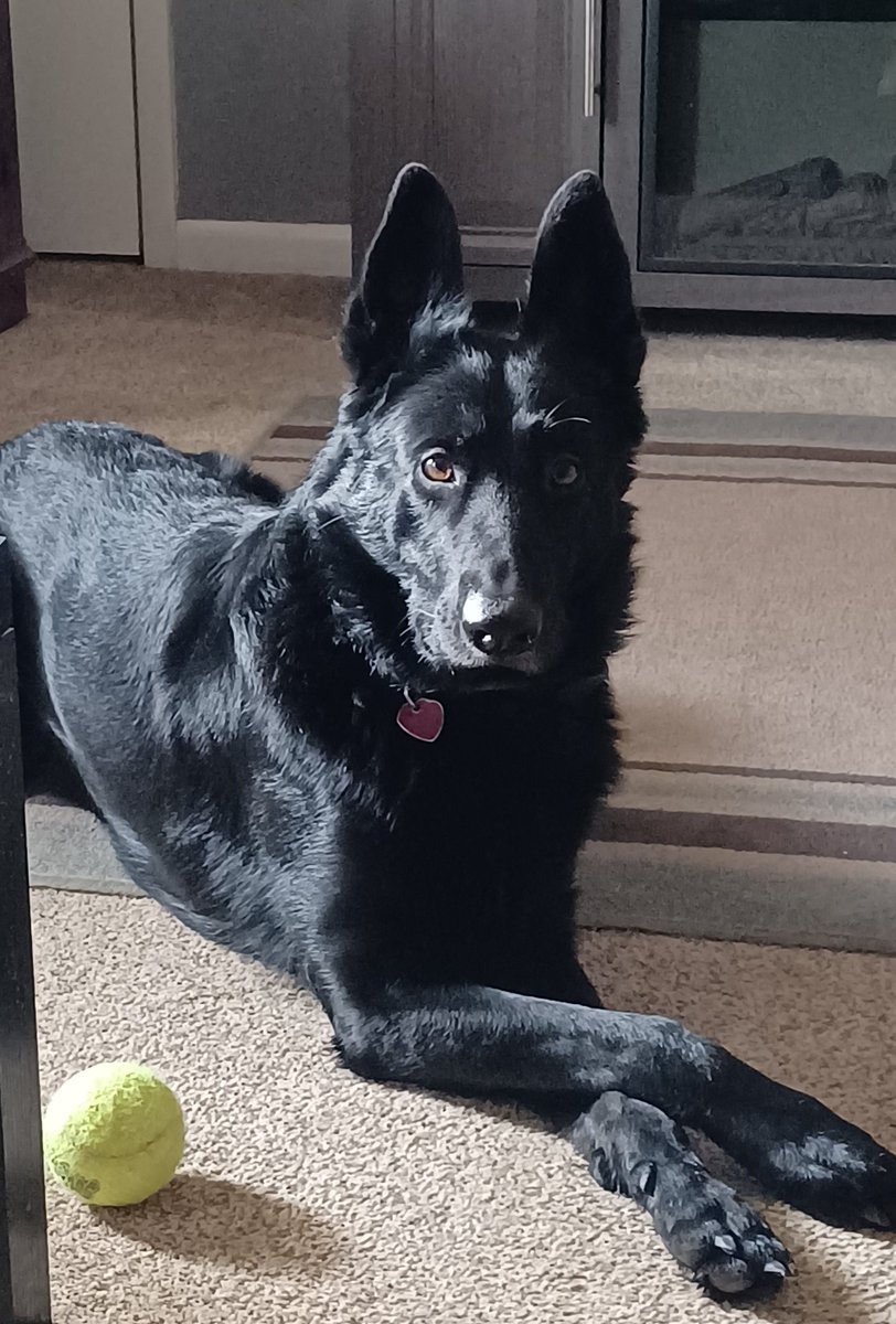 Good morning from my Democrat Commie hating good boy Jax 😊🇺🇸
Jax is a huge Trump supporter! 🇺🇸
Let me see your fur babies! Drop a pic below 👇
#blackgermanshepherd