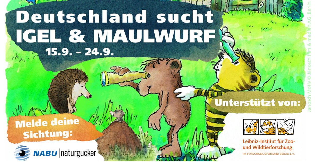 Deutschland sucht #Igel &amp; #Maulwurf! Vom 15. bis 24. September könnt ihr eure Sichtungen über die <a href="/NABU_de/">NABU 🦤</a>-Plattform Naturgucker melden und Fotos hochladen. Das neue #CitizenScience-Projekt steht unter wissenschaftlicher Leitung des <a href="/IZWberlin/">Leibniz-IZW</a>. Mehr Infos: izw-berlin.de/de/pressemitte…