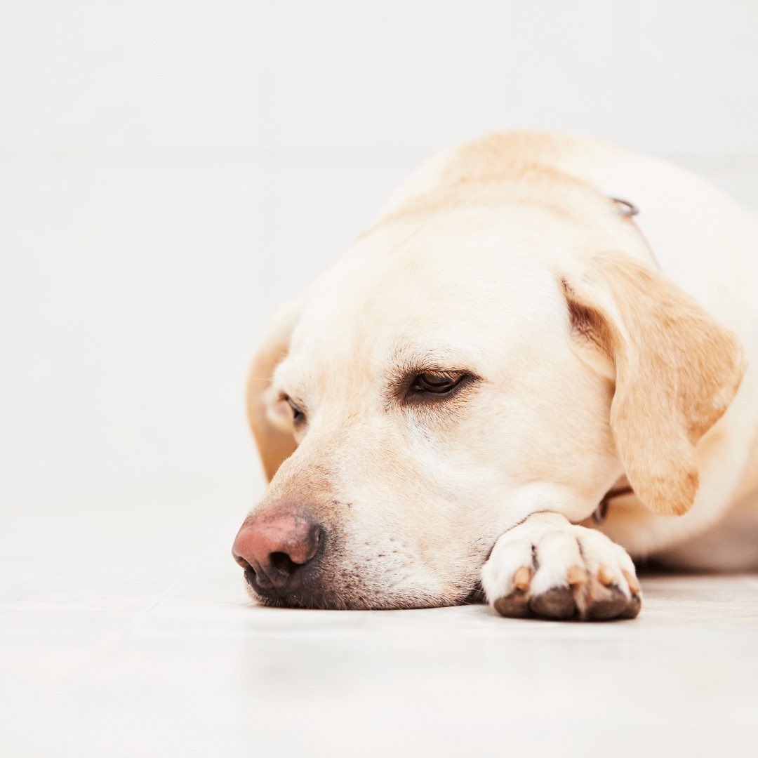 TrustedPups's tweet photo. Financial Planning for Pet Owners During a Cost-of-Living Crisis: Budgeting Tips and Resources

https://t.co/NfidHWtDLG https://t.co/rdWmo2bdY1