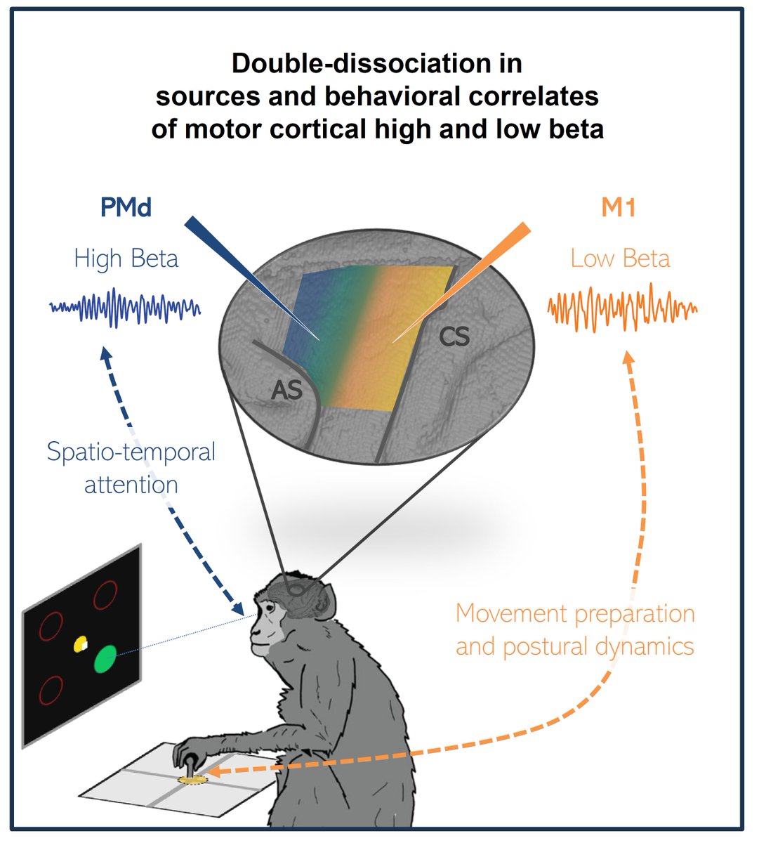 Sent off for review! Please read and enjoy!

Distinct sources and behavioral correlates of macaque motor cortical low and high beta biorxiv.org/content/10.110…