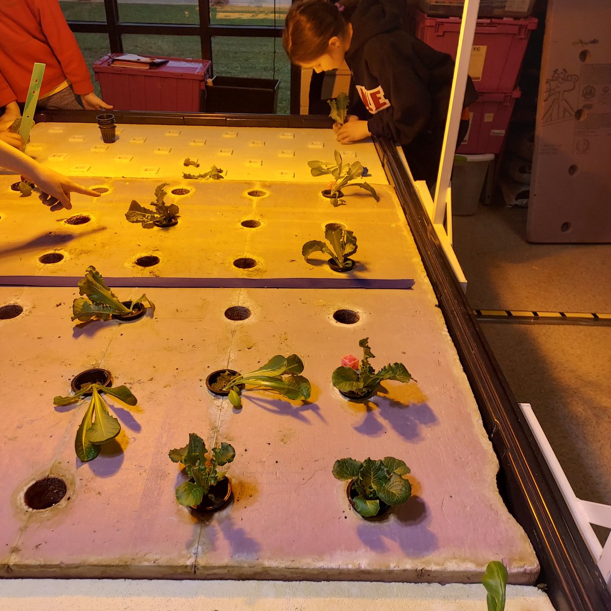 brandymlsims's tweet photo. Getting our lettuces in the table.. ❤️which light will produce a larger more nutricious lettuce, yellow or white?🥬🥬 @hubbard https://t.co/qYiuLSKxW3
