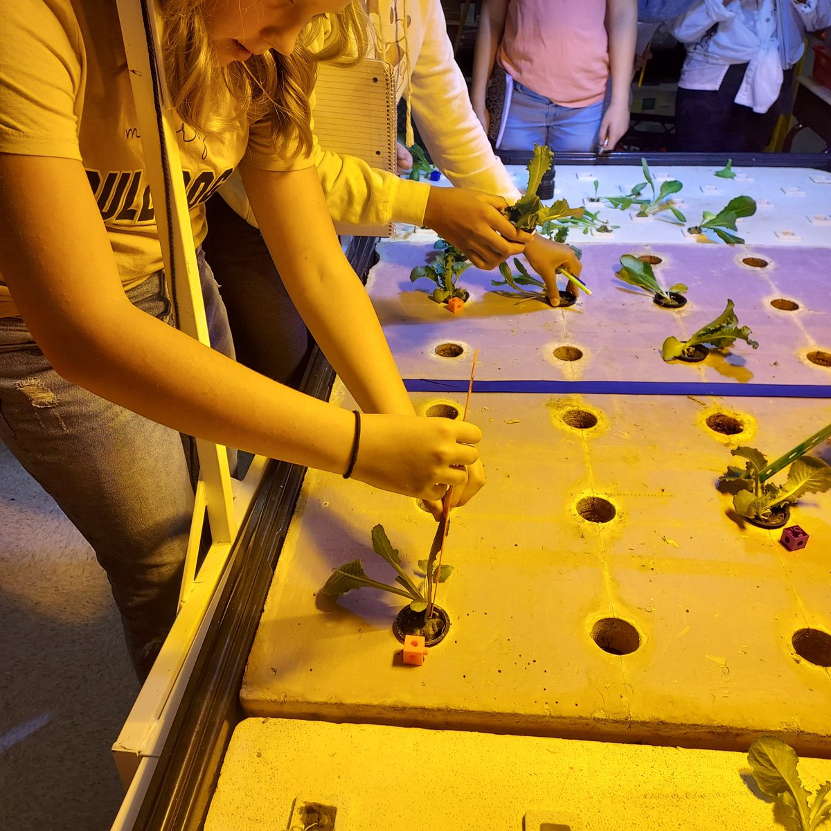 Getting our lettuces in the table.. ❤️which light will produce a larger more nutricious lettuce, yellow or white?🥬🥬 <a href="/hubbard/">Karyne Holmes</a>