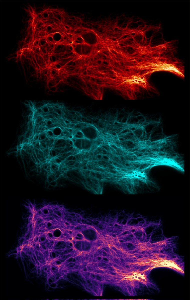 Some art from the lab: astrocytes stained with the wonderful anti-GFAP #nanobody from @_NanoTag_  Which color is your favorite?

#FluorescentFriday #FluorescenceFriday #brain #science #astrocyte #art #love #microscopy