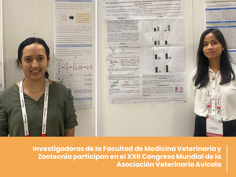 Uni_Tolima's tweet photo. #MediosUT | 🗞📰 Las investigadoras son Kelly Johanna Lozano Villegas y María Paula Herrera Sánchez, pertenecientes a los Grupos de Investigación en Avicultura e Inmunobiología y Patogénesis adscritos a la Facultad de Medicina Veterinaria y Zootecnia.
👉 https://t.co/OKOzeZRgjm https://t.co/kwt90IIIw7