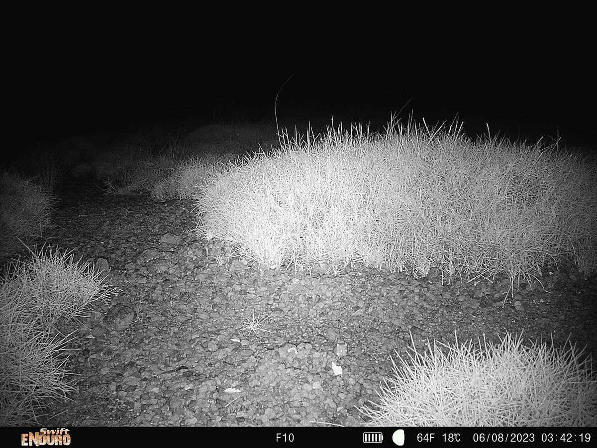 Pilbara Pebble Mouse Project tweet media