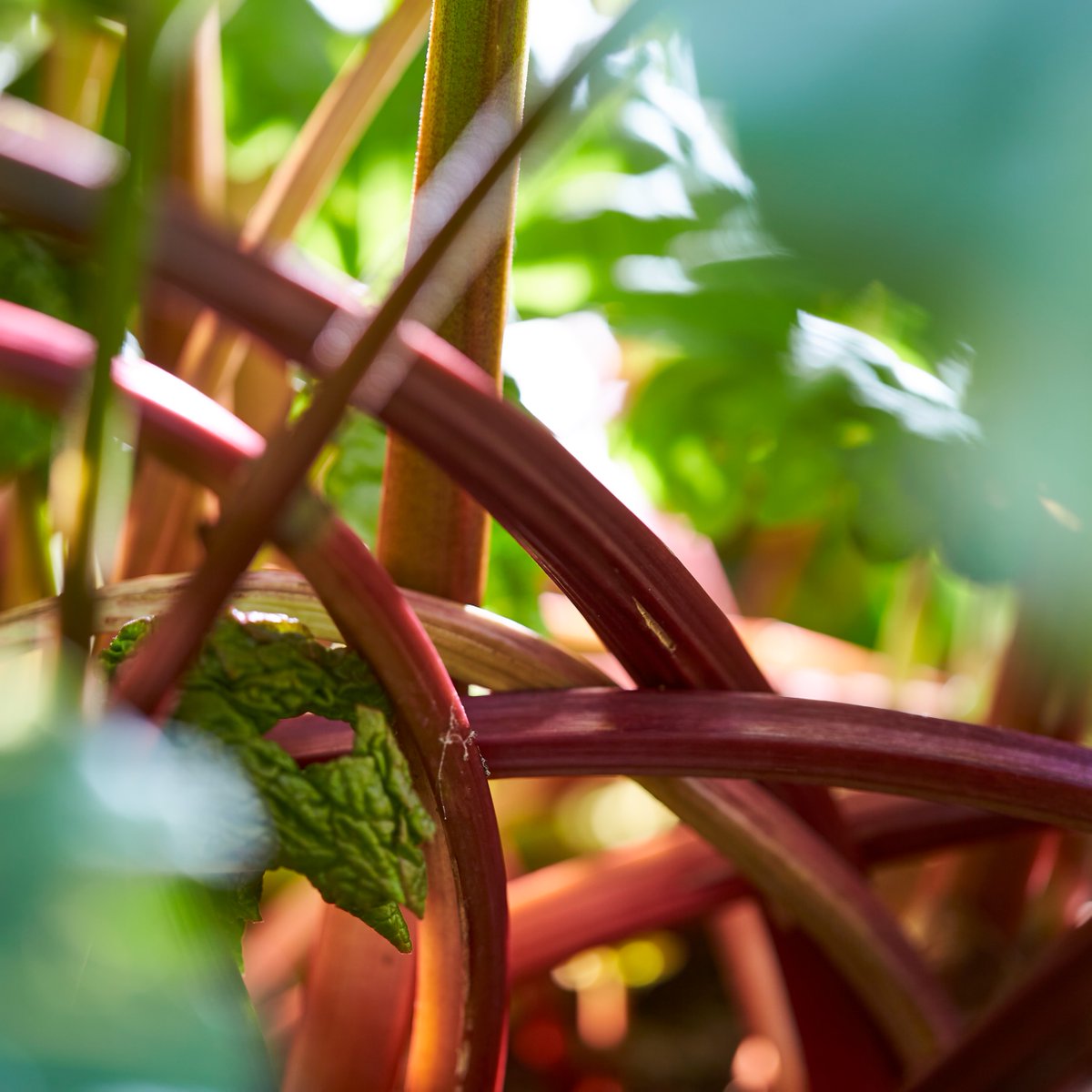 Warner’s Distillery tweet media