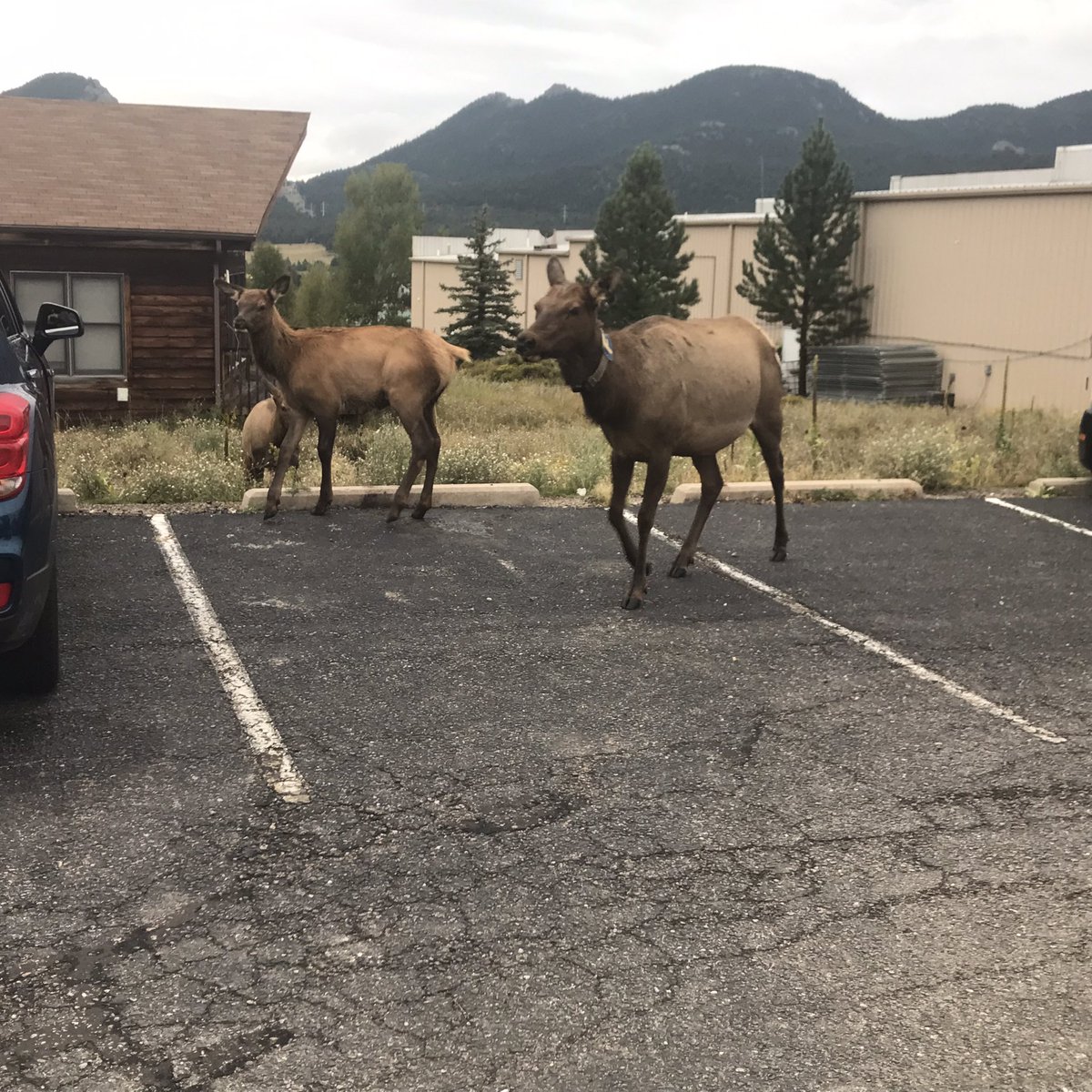 Just a morning update from our hotel at the start of our day. An alpha Bull (bugling away and protective) with his heard, 8 female and 6 young ones. Came down out of weather to get their breakfast!
Great way to start our day of shopping in Estes Park  and Boulder.
